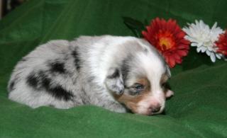 6 Australian Shepherd Welpen