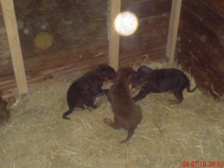 Dobermann Welpen
