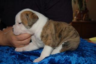 American Bulldog, Amerikanische Bulldogge Welpen