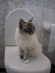 Suche HL Birma Deckkater ohne Papiere