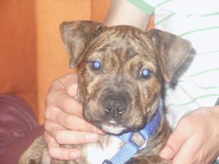 Süsser kleiner pibull-staffordmix welpe vb