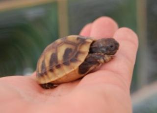 Gebe Griechische Landschildkröten ab