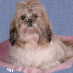Shih-Tzu Hobby Zucht