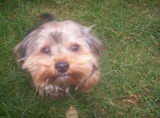 Yorkie Rüde sucht ein neues zuhause