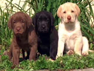 Suche Labrador retriever Welpe mädchen