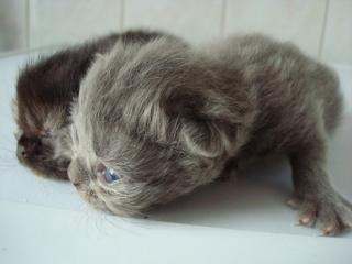 Zwei Perserbabys 200Euro