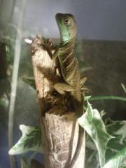 Grüne wasseragamen physignathus cocincinus