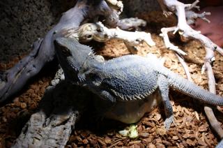 Verschenke ein Bartagame Männchen