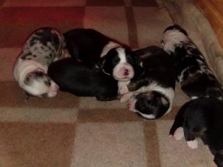 Nur noch 4 blacktri Hündinnen, 1 blue merle Rüde, geb. 06. 05.