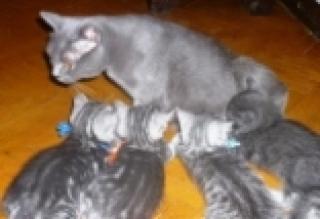 British Kurzhaarige BKH Kätzchen Blau und Whiskas farbe