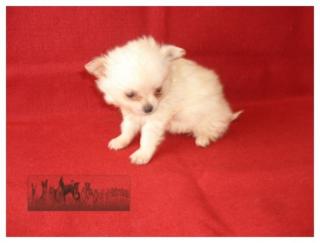 Chihuahuawelpen von Hobbyzüchter