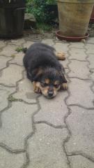 HUNDEBABYS SUCHEN NEUES ZUHAUSE