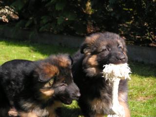 Deutsche Schäferhundwelpen langhaar