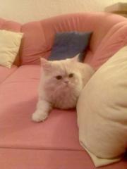 Cremfarbener Perserkater