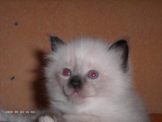 2 Ragdoll Kitten Kater suchen liebevolles Zuhause