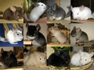 Chinchilla Babys Jungtiere in verschiedensten Farben