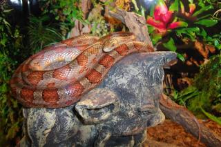 Kornnatter mit Terrarium