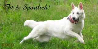 Warum seinen Hund nicht mit Reico Vital ernähren