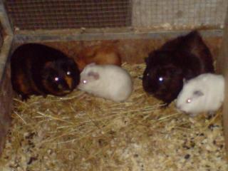 5 junge Meerschweinchen abzugeben