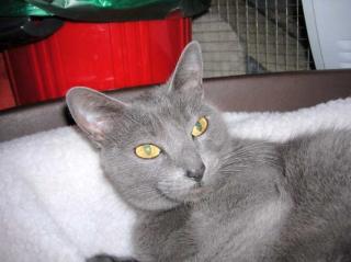 Behinderte Katze Fity-abgeschoben