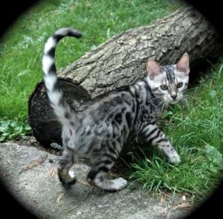 Bengal Kitten