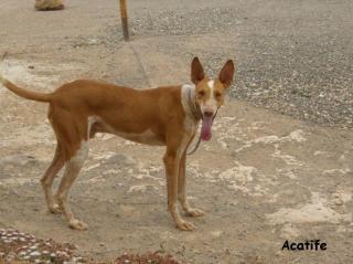 Hunde erfahrene Familie für Acatife gesucht