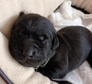 Wurfplanung 2023 Labrador Welpen vom Sauboden FCI für Familie und Jagd