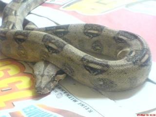 Verkaufe 1, 2 Boa constrictor DNZ 2021