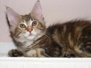 Buntes Maine Coon Mädchen aus Gelsenkirchen