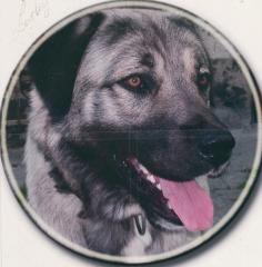 Sivas Kangal