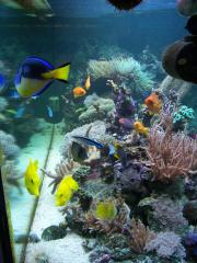 Meerwasser-Riffaquarium 160x70x70