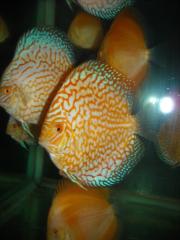Luxus Diskusfische Hammerpreis 5Euro 5Euro//14cm 30Euro