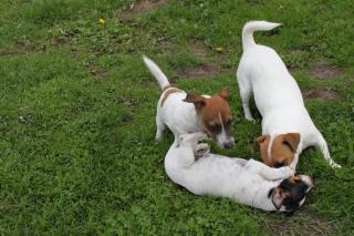 Jack Russell Terrier Welpen