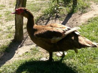 1, 0 Warzenente braun-wildfarbig