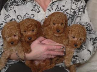 Zwergpudelwelpen apricote und black tan