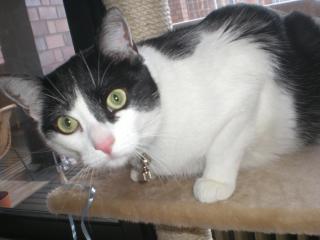 Liebevoller Kater sucht ein neues Zuhause