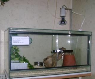 Kl. Glasterrarium mit Schiebetüren abzugeben