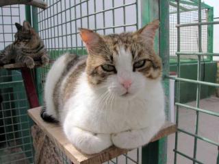 Sandocan, ausgeglichener, lieber Kater
