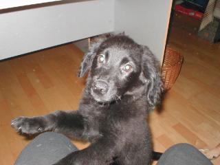 6 monate junger Spitzmischling
