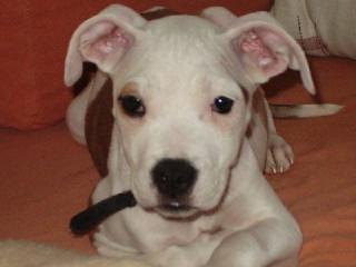 Stefford Terrier Mix / Alano Mischling 300Euro