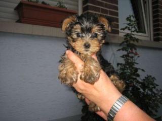 Wunderschöne Yorkshire-Terrier-Welpen