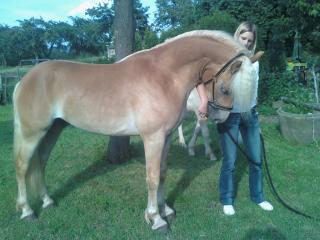 Haflinger Deckhengst