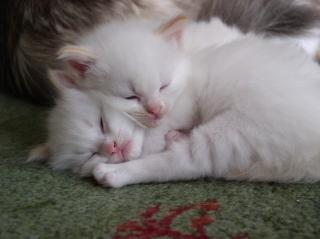Ragdollbabys