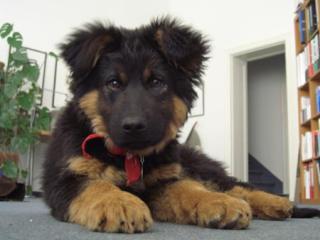 Welpe Schäferhund/Hovawart total niedlich