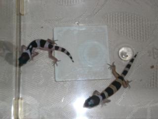 Leopardgecko Babys