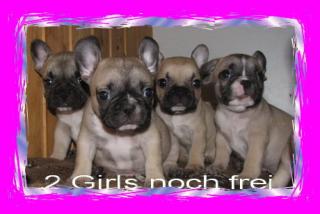 Franz. Bulldoggen. Babys