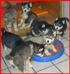 Huskywelpen suchen ein neues Zuhause