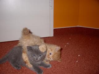 2 Mischlingskitten Maine Coone Sibirische Katze