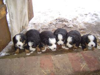 Berner-Sennen Hunde
