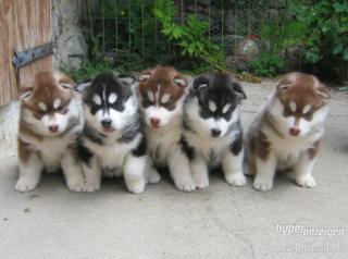 Siberian Huskywelpen zum Juni/ Juli 2021